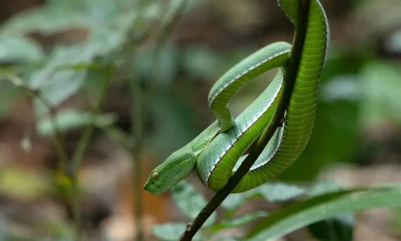 Green Snake on Vine Photos of Common Thailand Snakes