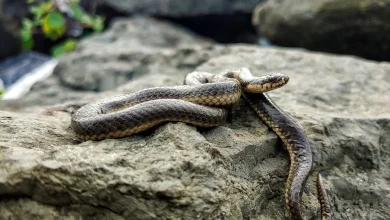 Snake on the Big Rock Preparing for Herping Season