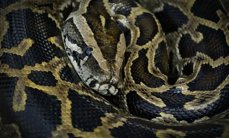 The Python Snake Trade in Malaysia