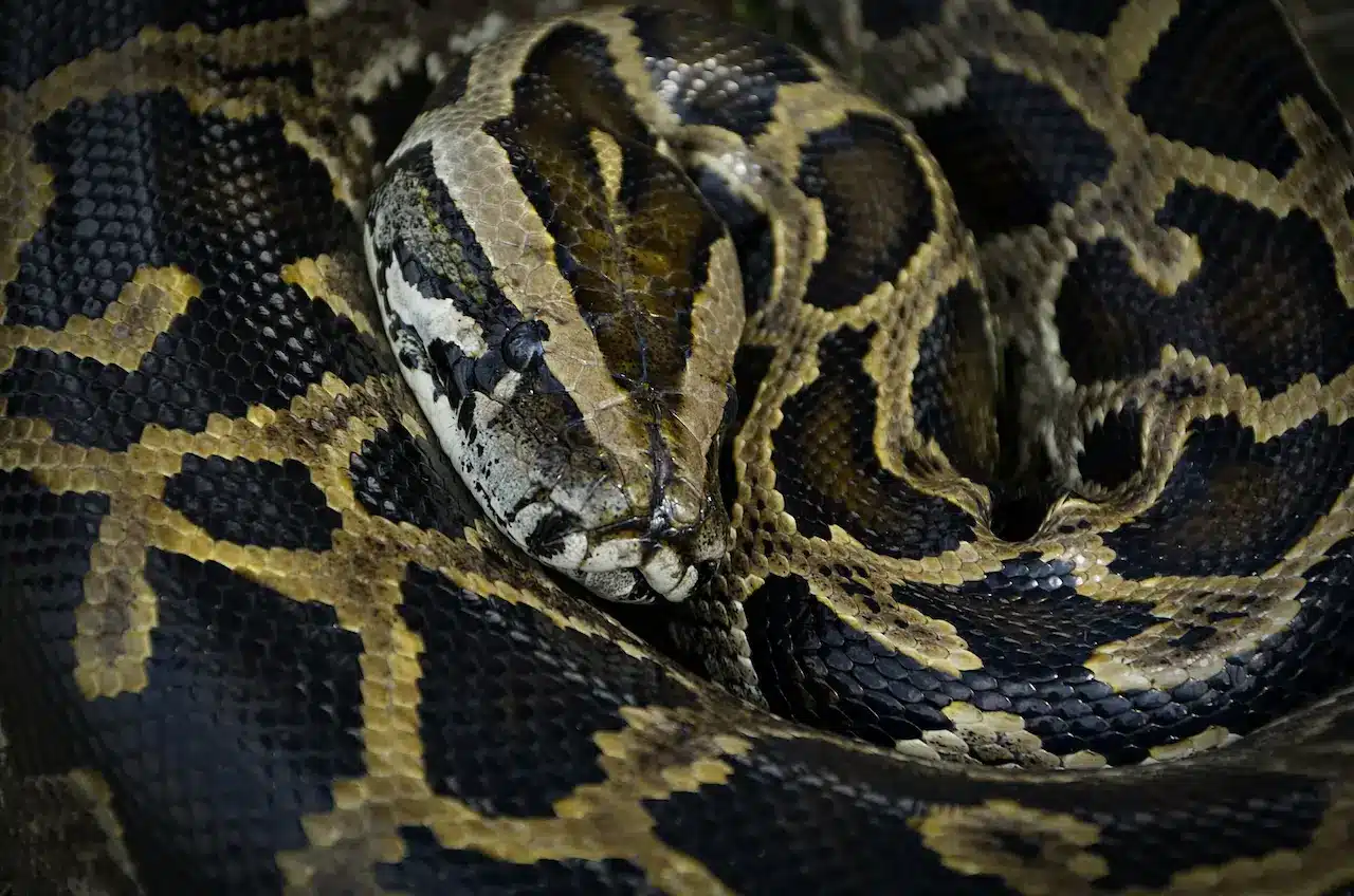 Python Snake Trade in Malaysia (Video) | Thailand Snakes