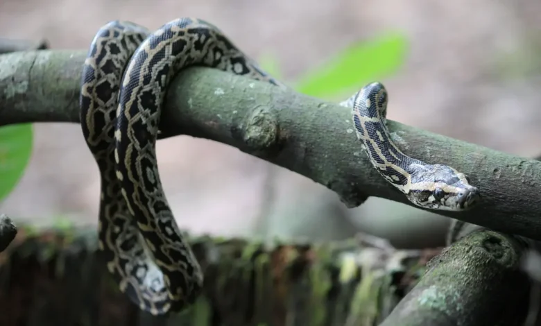 The Pythons On Crawling On A Tree Branch