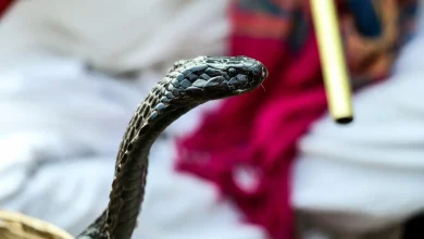 Black Cobra Recent Snake Bites in Thailand