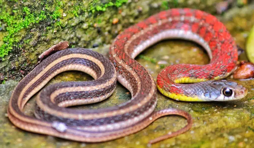 Red Snake On The Ground Red Headed Krait