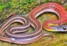 Red Necked Keelback Crawling On The Ground