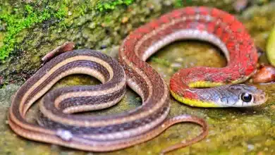 Red Necked Keelback Crawling On The Ground