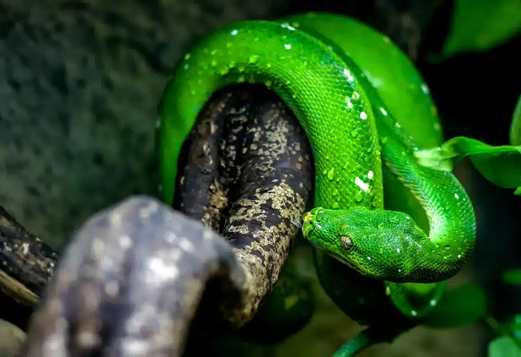 Green Snake on the Tree Red-tailed Racer