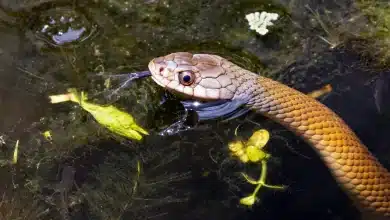 Red-necked Keelback in the Water