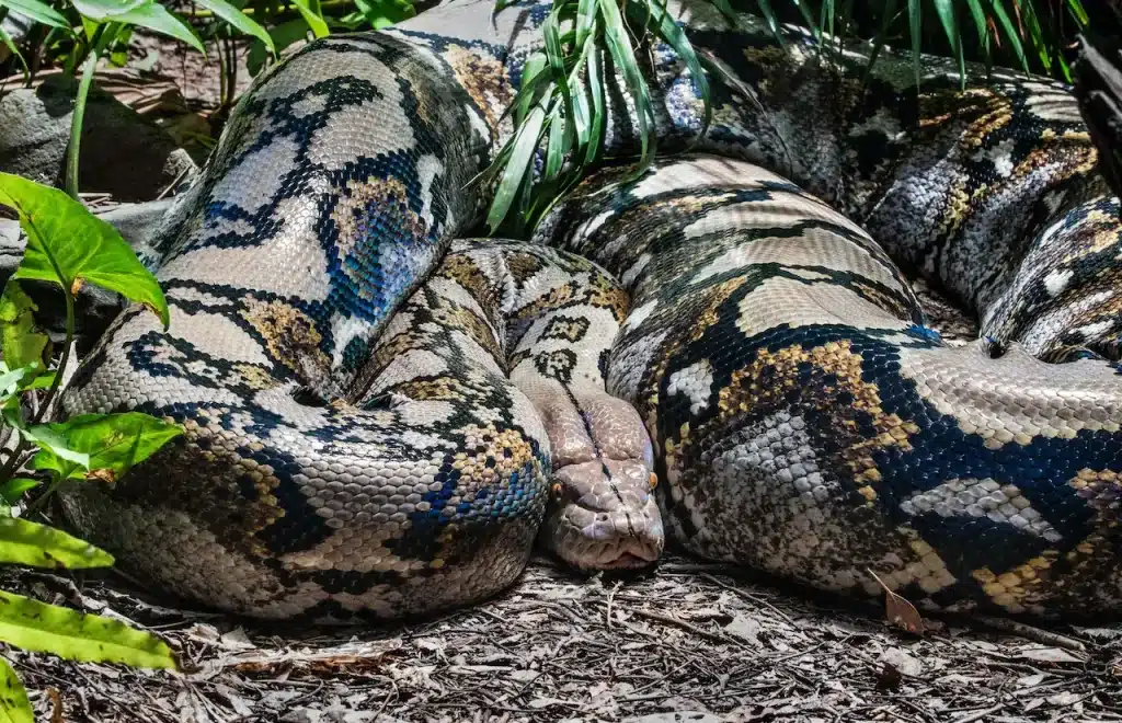 A Huge Reticulated Python on the Ground