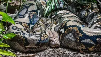 A Huge Reticulated Python on the Ground
