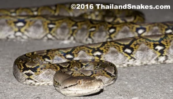 An adult Reticulated Python around 3-4 meters long (over 12 feet) - it can continue to grow to more than 8-9 meters long.