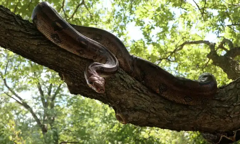 The SE Asia Far East Snake On The Branch Of A Tree
