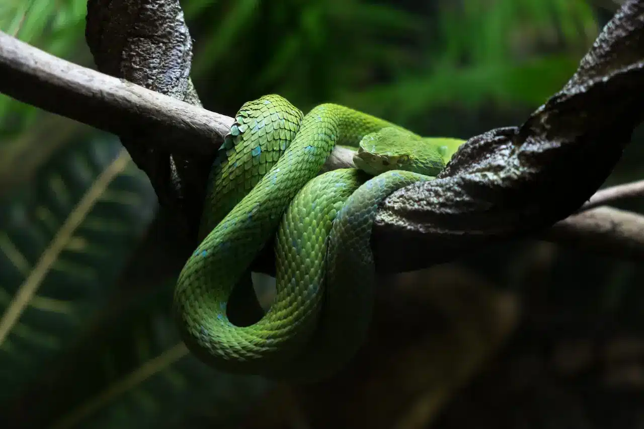 Siamese Viper (Daboia siamensis) | Thailand Snakes