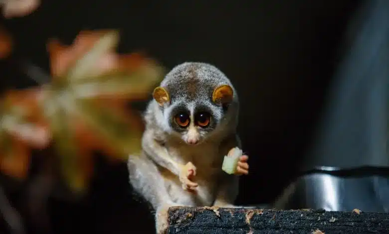 The Slow Loris Rescue and Rehabilitation in Southern Thailand