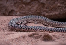 Snake Crawling In The Sand Snake Hunting