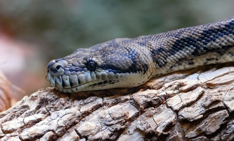 The Close Up Image Of Snake Photo Submissions