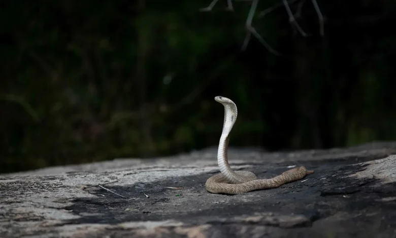 The Cobra Snake Precautions in Thailand