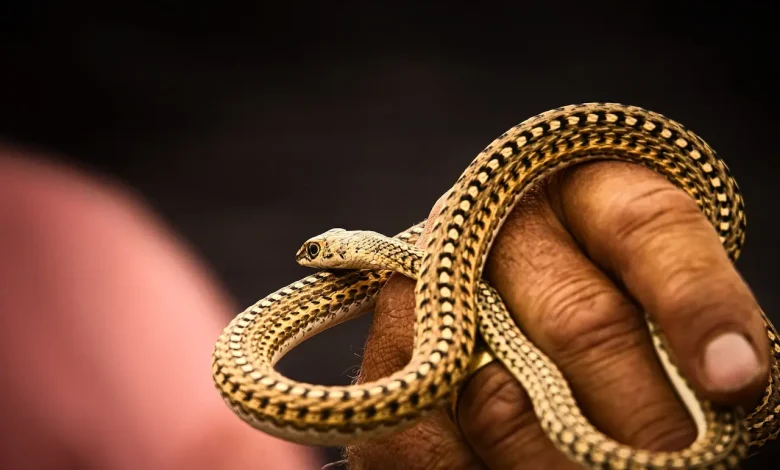 The Snake Rescue Opportunities in Thailand Is In The Palm Of The Hand