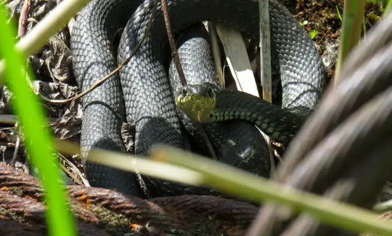 Black Snake Snake Sites