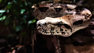 Snake Species Found Or Caught in Thailand