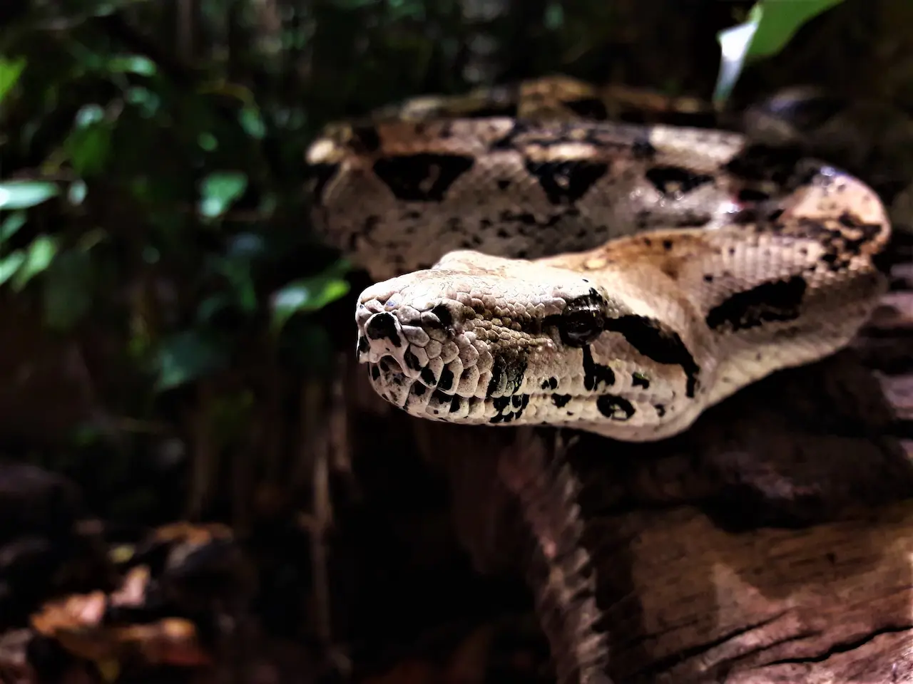 Snake Species Found Or Caught In Thailand | Thailand Snakes