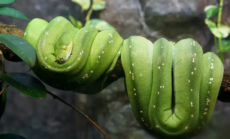 The Green Snake Stories By Readers