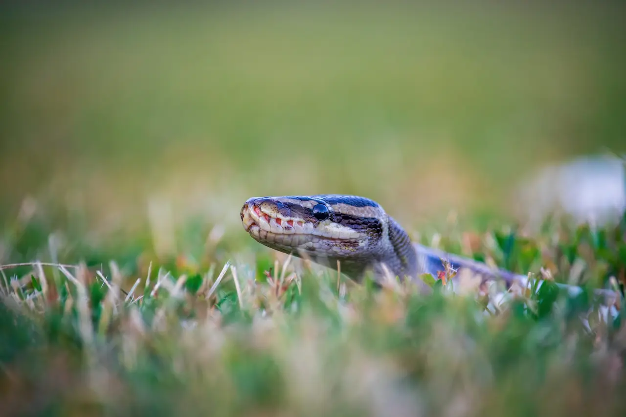 snake-in-the-grass-what-is-the-meaning-thailand-snakes