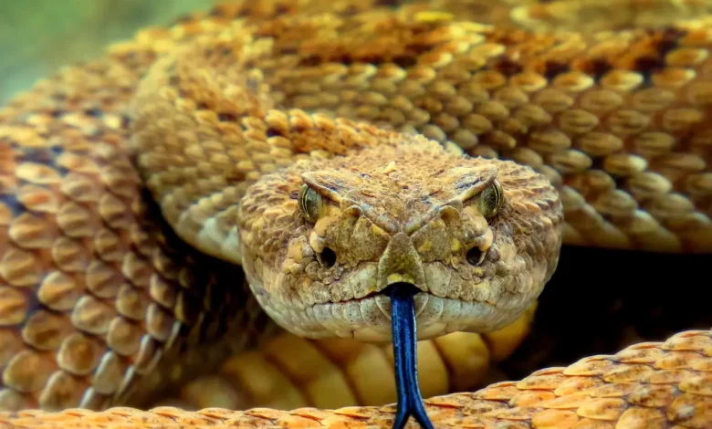 The Close Up Image Of Snakebite Symptoms