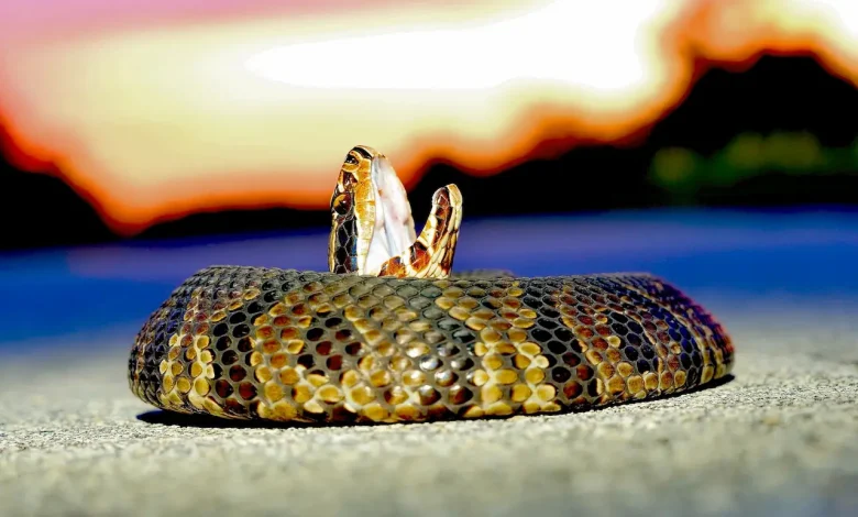 The Snakebite in Thailand