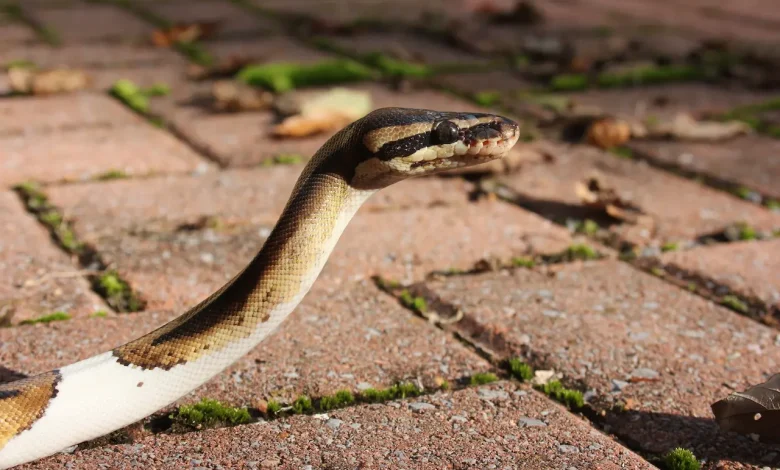 Snake on the Ground Snakes in Bangkok