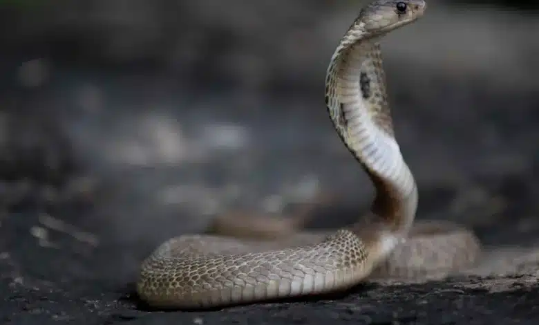 King Cobra Snakes in Thailand