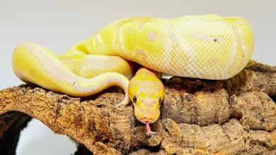 Yellow Snake on top of a wood Snakes in Thailand