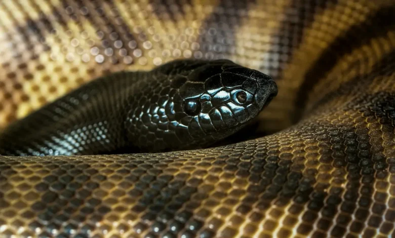 The Black Face Snakes in the Country of Laos