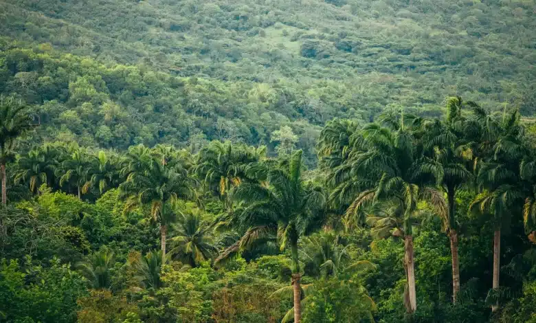 The Southeast Asia Rainforests With A Green Trees
