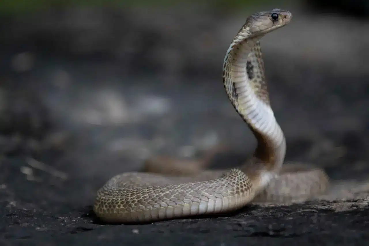 Spitting Cobra Venom in Eyes | First Instructions | Thailand Snakes