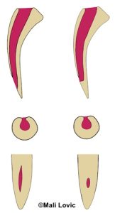 Illustration showing spitting cobra fangs and venom path vs non-spitting cobra. Side, cross-section, and front views. ©Mali Lovic