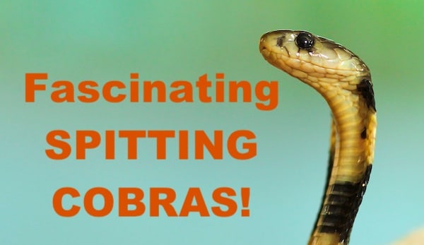 Spitting cobras fact sheet.