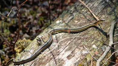 The Striped Bronzeback Snake on the wood