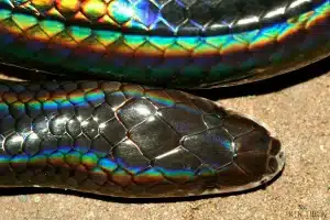 Sunbeam Snake (Xenopeltis unicolor) Head Close Up