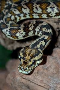 Taming A Pet Snake Carpet Python