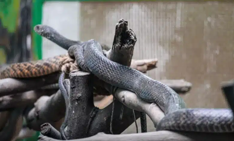 Thailand Black Snakes