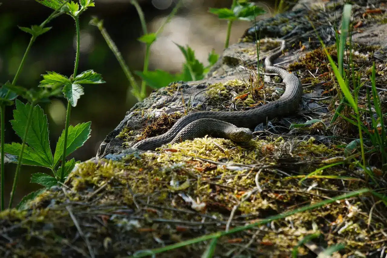 Thailand Herping Report by David Frohlich | Thailand Snakes