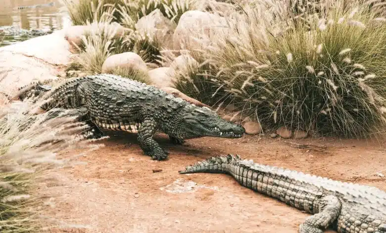The Thailand Reptile Species Log Crocodile Crawling