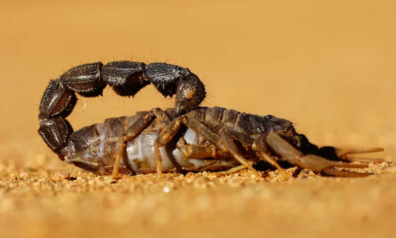 The Thailand Scorpion Sting and What To Do