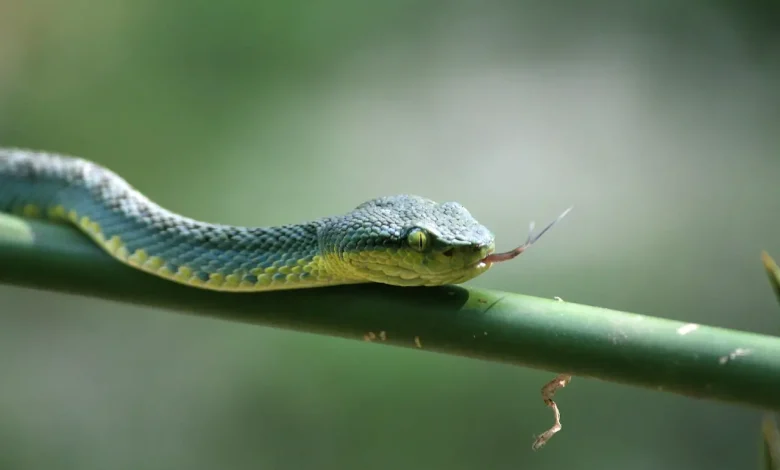 Green Thailand Snake Identification Form