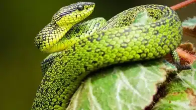 Viper Curled-up on a Leaf Thailand Snake Journal