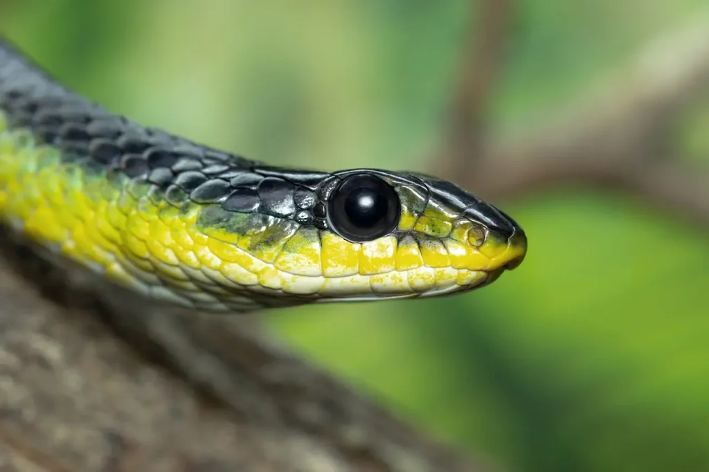 Golden Tree Snake Thailand Snake Journal