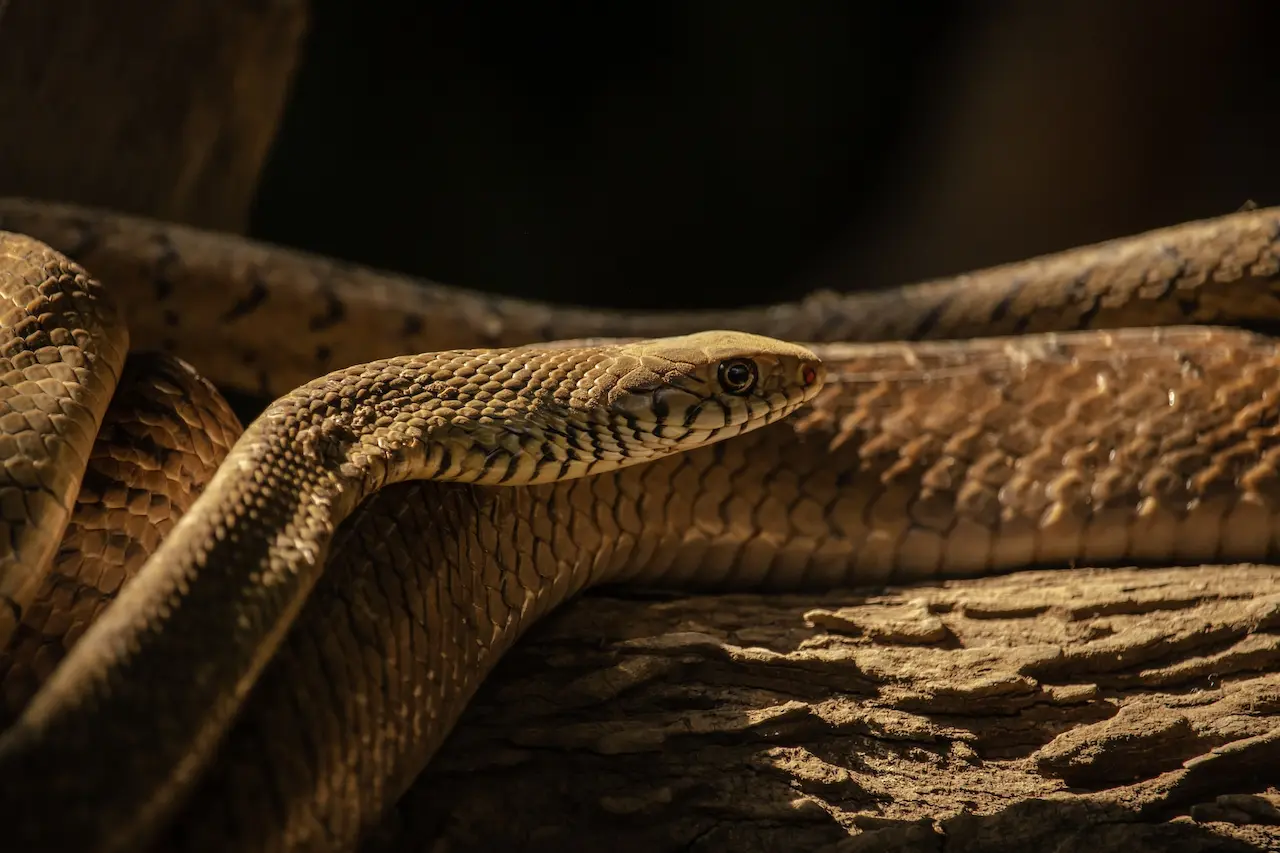 Thailand Snake Photo Submissions | Thailand Snakes