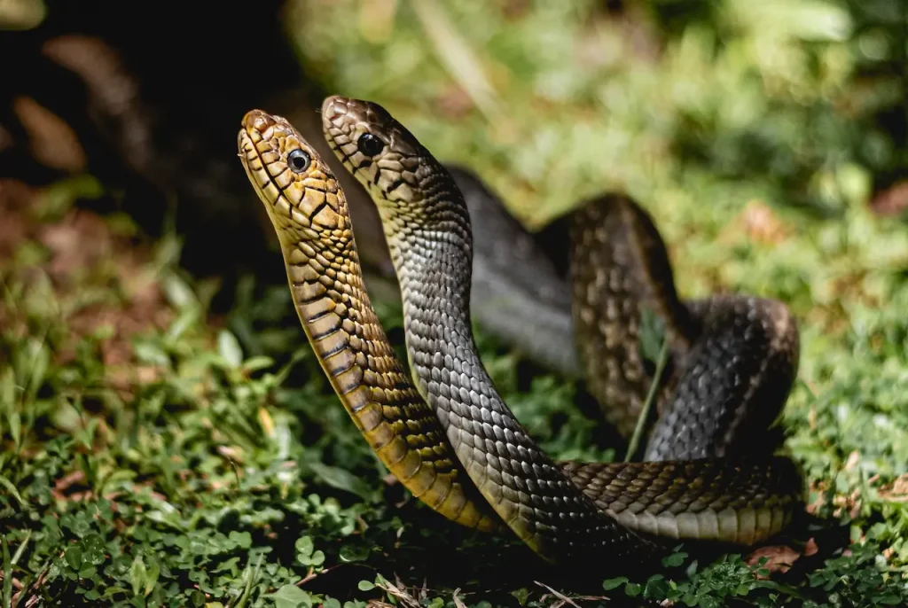 Mating Rat Snakes Thailand Snake Photos