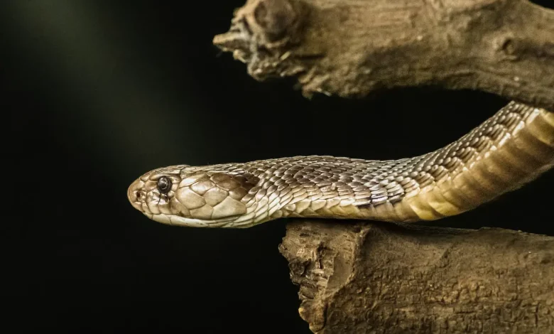 The Close Up Photo of Thailand Snake Quiz