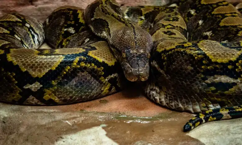 A Big Snake Thailand Snake Resources